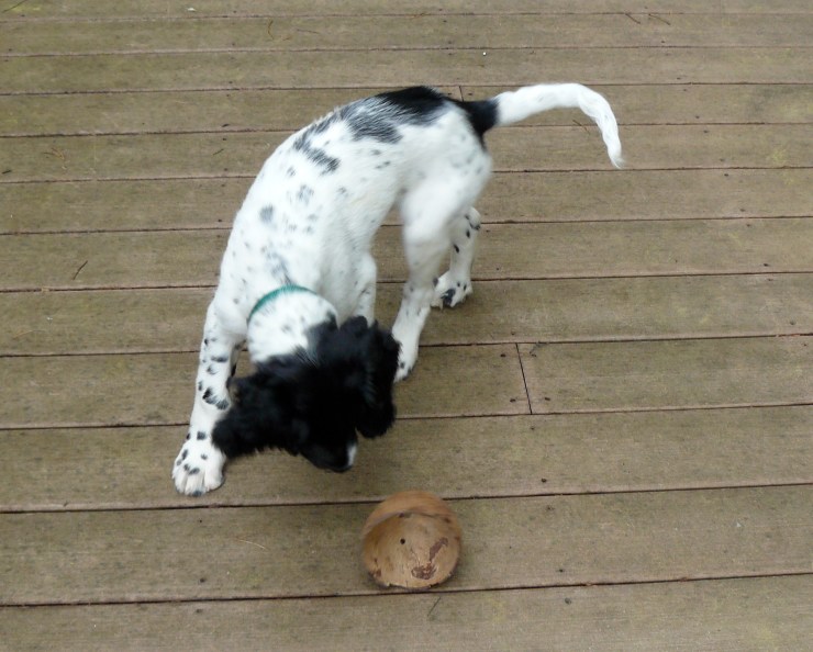 puppy plays with a coconut shell