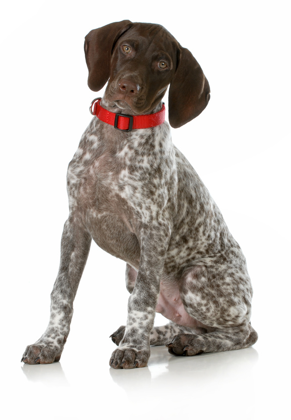 german short haired pointer puppy