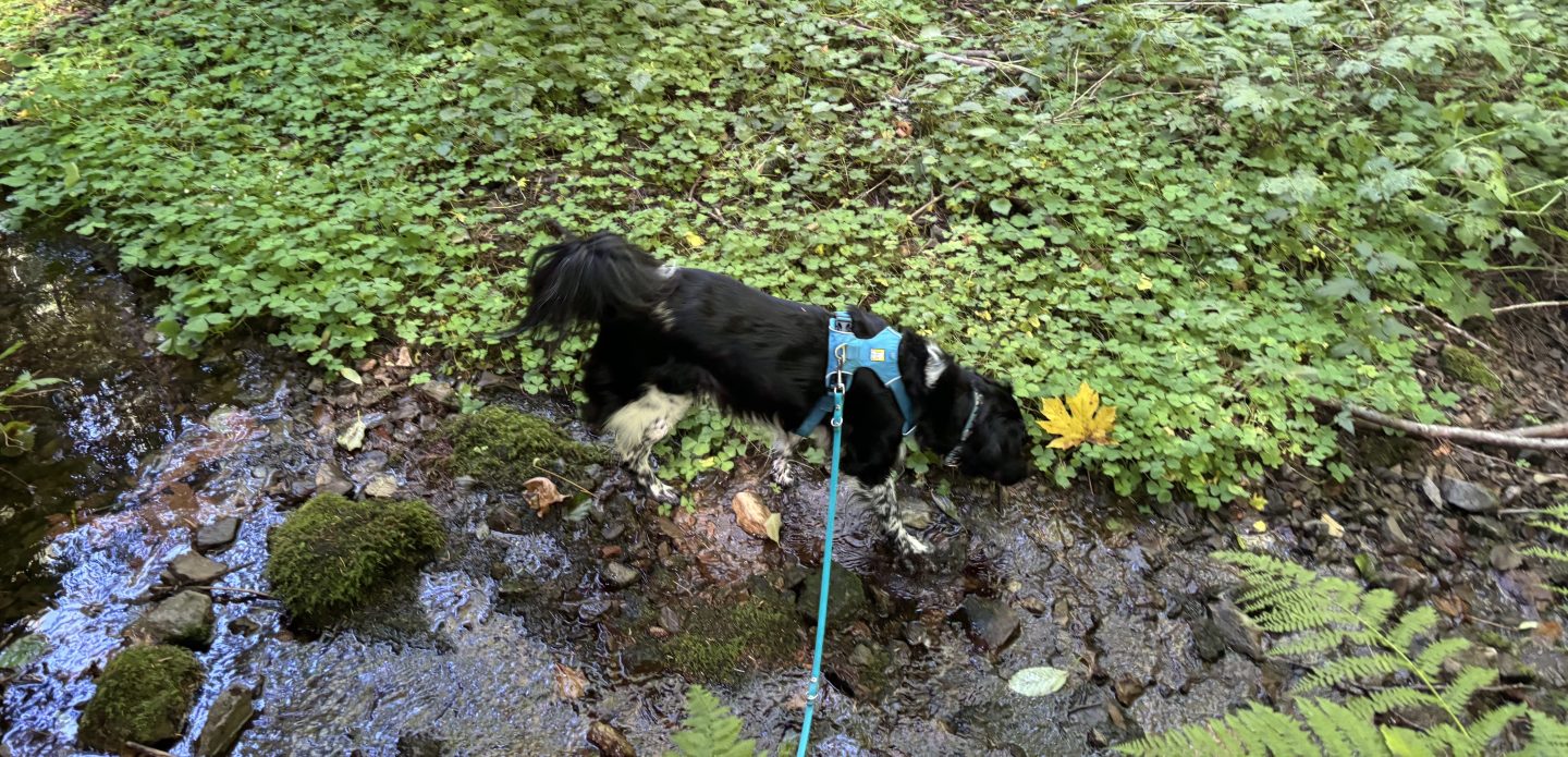 dog on leash in natural area